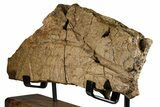 Dinosaur (Triceratops) Frill Shield Section w/ Stand - Wyoming #379885-2